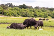 069-ToChobe-Cruise