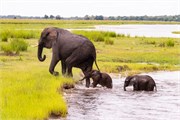 071-ToChobe-Cruise