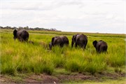 074-ToChobe-Cruise