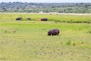 078-ToChobe-Cruise