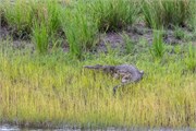 082-ToChobe-Cruise