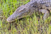 084-ToChobe-Cruise