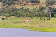 085-ToChobe-Cruise