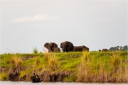 093-ToChobe-Cruise