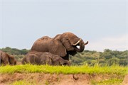 096-ToChobe-Cruise