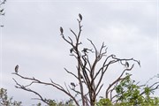 002-Chobe_1stDrive