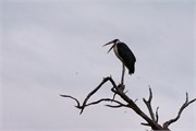 003-Chobe_1stDrive