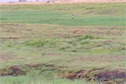 006-Chobe_1stDrive