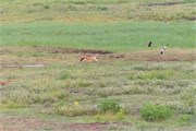 007-Chobe_1stDrive