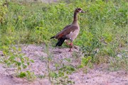 009-Chobe_1stDrive