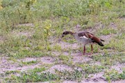 010-Chobe_1stDrive