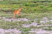 015-Chobe_1stDrive