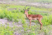 016-Chobe_1stDrive
