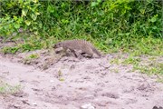 020-Chobe_1stDrive