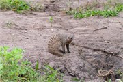 021-Chobe_1stDrive