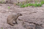 022-Chobe_1stDrive