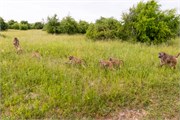 033-Chobe_1stDrive