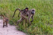 034-Chobe_1stDrive