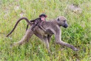 035-Chobe_1stDrive