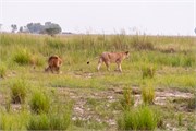 041-Chobe_1stDrive