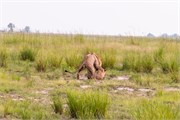 048-Chobe_1stDrive