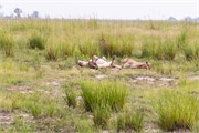052-Chobe_1stDrive