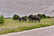 060-Chobe_1stDrive
