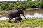 070-Chobe_1stDrive