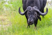 021-Chobe2ndDrive
