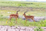 024-Chobe2ndDrive