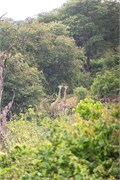 027-Chobe2ndDrive