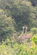 028-Chobe2ndDrive