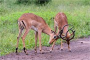 032-Chobe2ndDrive