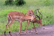 033-Chobe2ndDrive