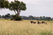 011-Okavango-1stDrive