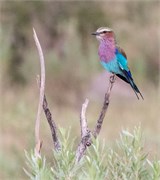 018-Okavango-1stDrive