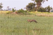 004-Okavango-2ndDrive