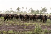011-Okavango-2ndDrive