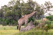 021-Okavango-2ndDrive