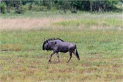 024-Okavango-2ndDrive
