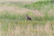 029-Okavango-2ndDrive