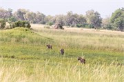 032-Okavango-2ndDrive