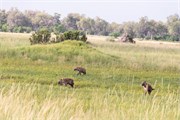 033-Okavango-2ndDrive