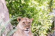 079-Okavango-2ndDrive