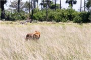 009-Okavango-2ndDriveLions
