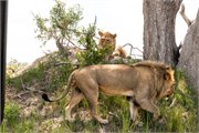012-Okavango-2ndDriveLions