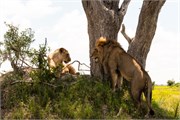 013-Okavango-2ndDriveLions