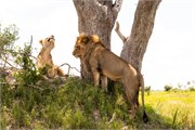 017-Okavango-2ndDriveLions