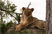 002-Okavango-2ndDriveLions