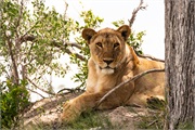 005-Okavango-2ndDriveLions